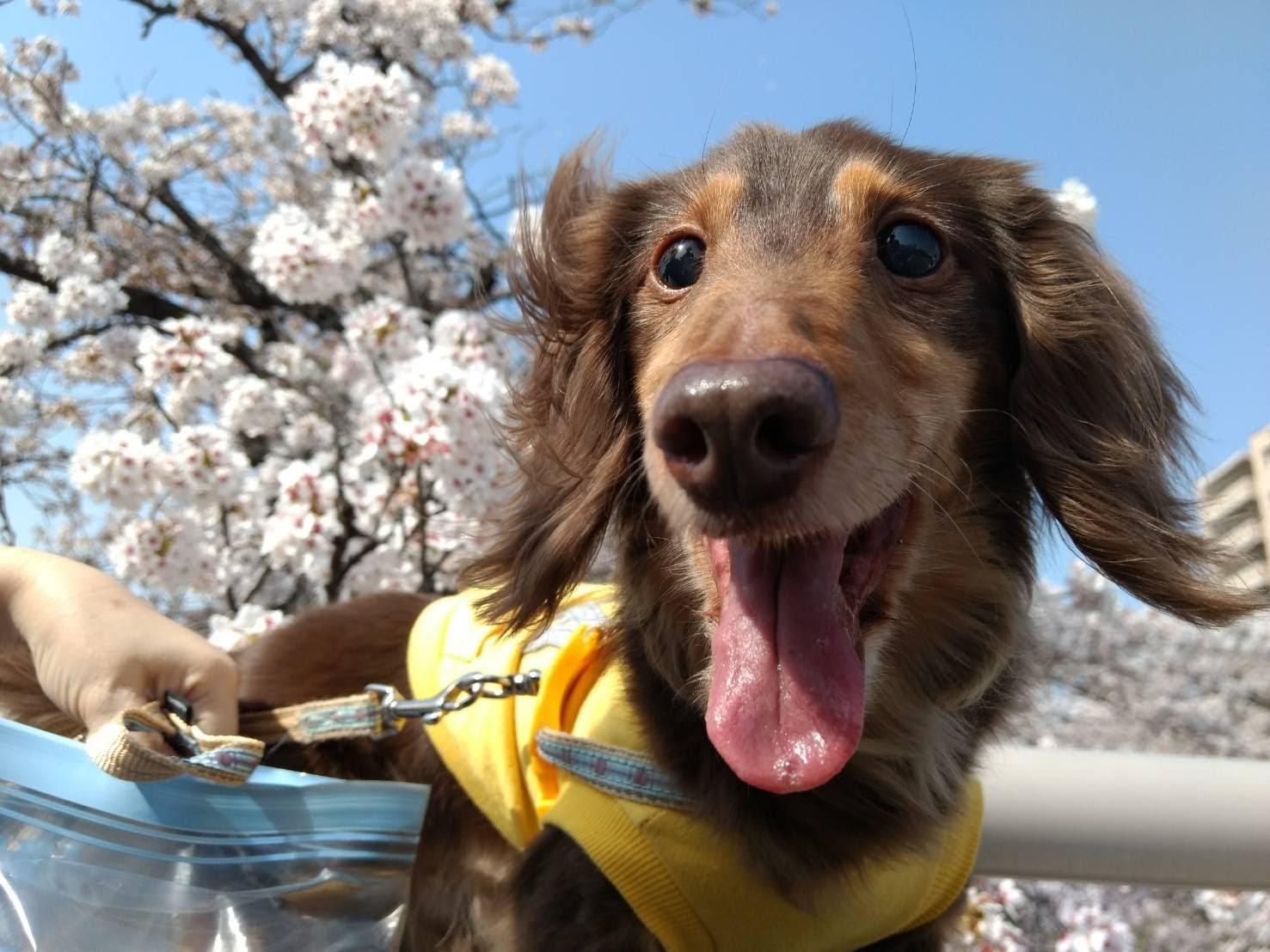 ダックスを飼って良かったこと、そして大変だったこと|第1部 良かったこと編
