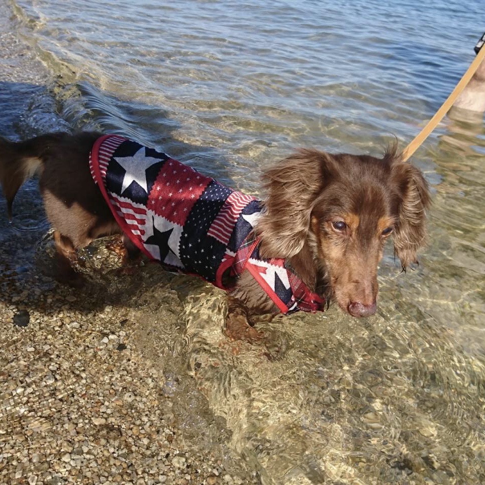 水辺で遊ぶアンリ