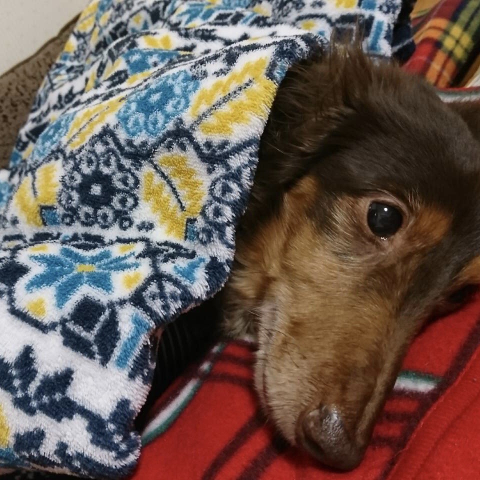 ダックスを飼って良かったこと、そして大変だったこと|第2部 大変だったこと編