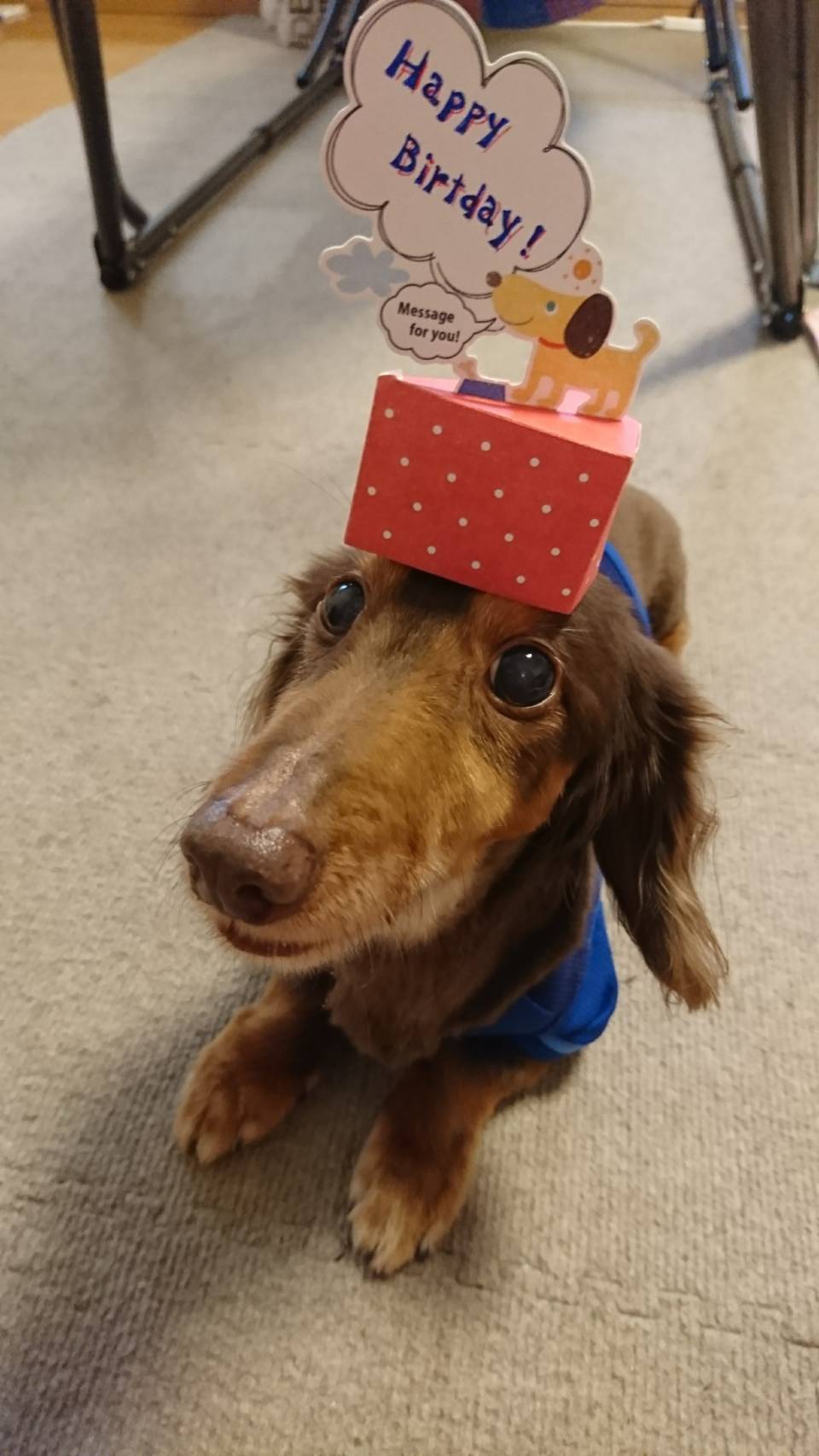 誕生日のアンリ
