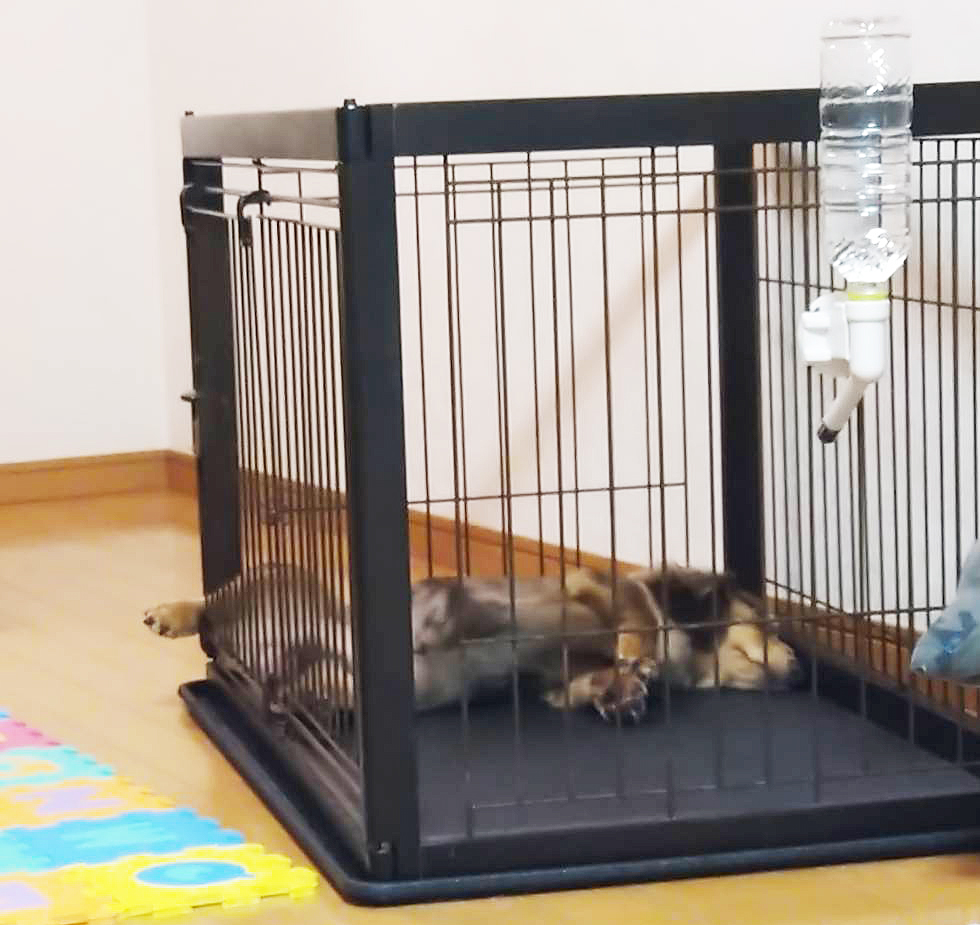 サークルの網に後ろ足を引っ掛けて腹天で眠るMash