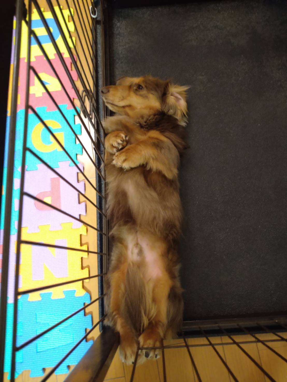 なんでその寝方なん?短い足を引っ掛けて眠るMashがかわいすぎる