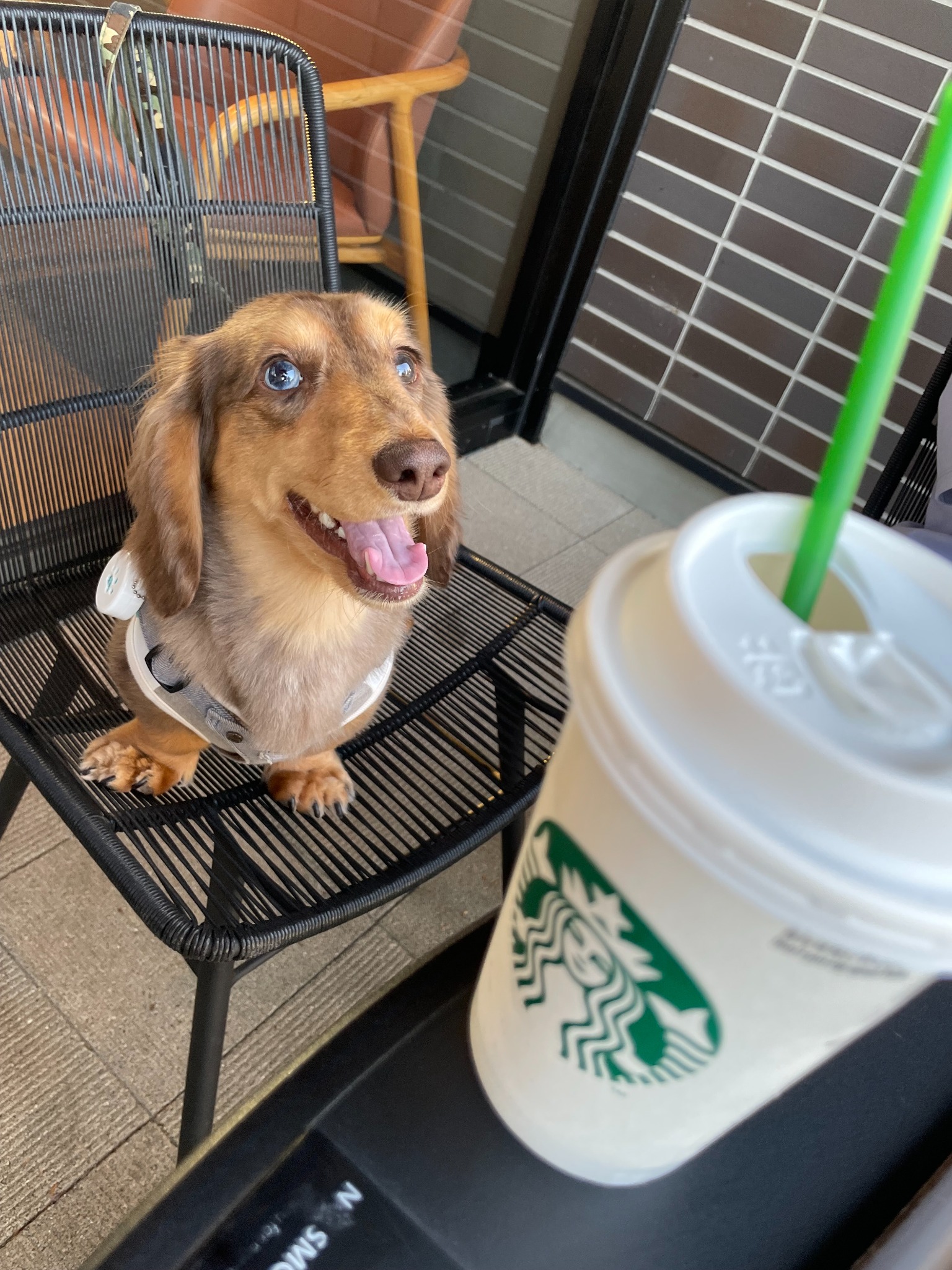 休日はMashとスタバへ。愛犬と外で過ごせる、わが家の憩いの場