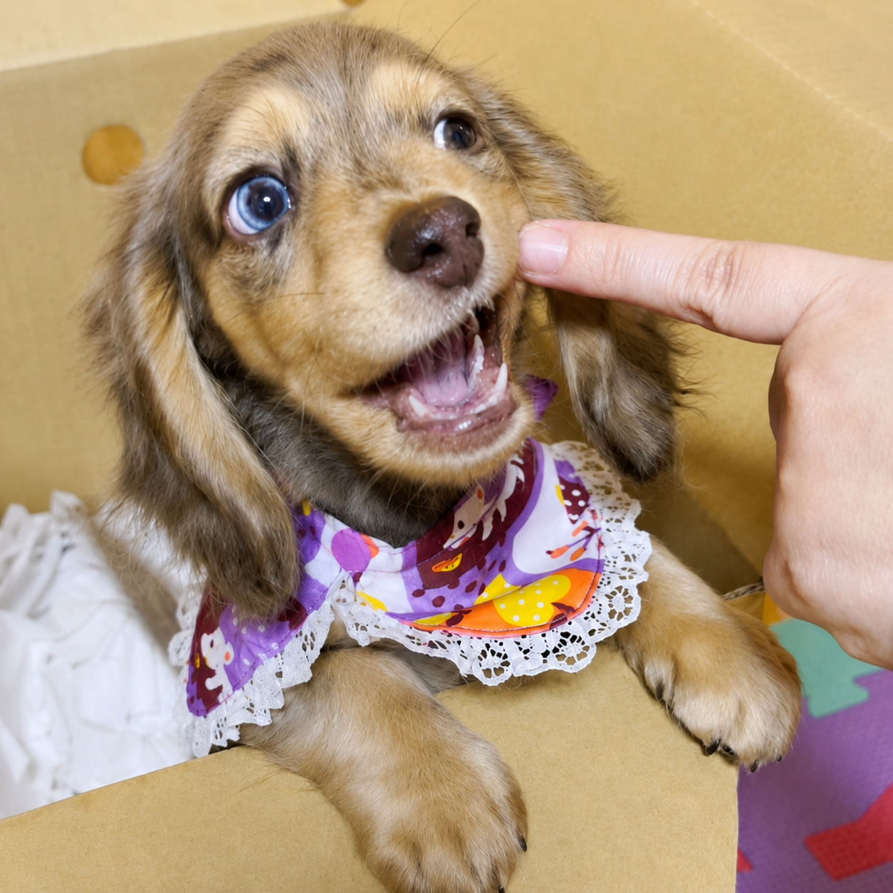 Mashが初めて家に来た時の写真